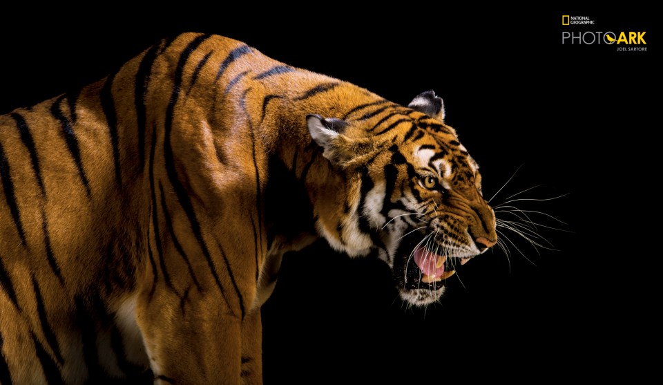  No trace of the wild South China tiger, Panthera tigris amoyensis, has been seen for more than a decade. Zoos hold fewer than 200 in breeding programmes. If a Chinese plan to return some to the wild fails, they could become the fourth subspecies of tiger to go extinct