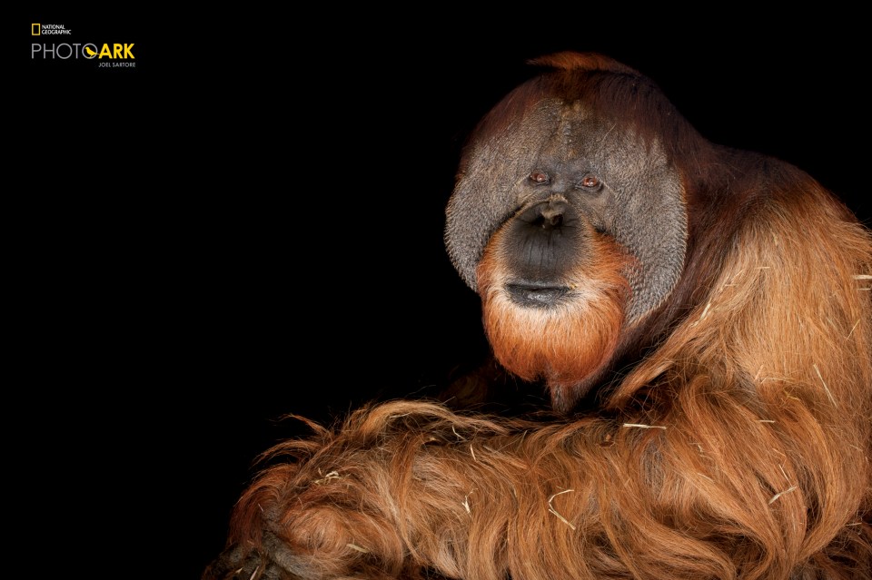  Sumatran orangutan, Pongo abelii, pictured at Rolling Hills Zoo in Kansas, US. Habitat loss which is driven primarily by human expansion, as we develop land for housing, agriculture and commerce, is the biggest threat facing most animal species, followed by hunting and fishing. Even when habitat is not lost entirely, it may be changed so much that animals cannot adapt