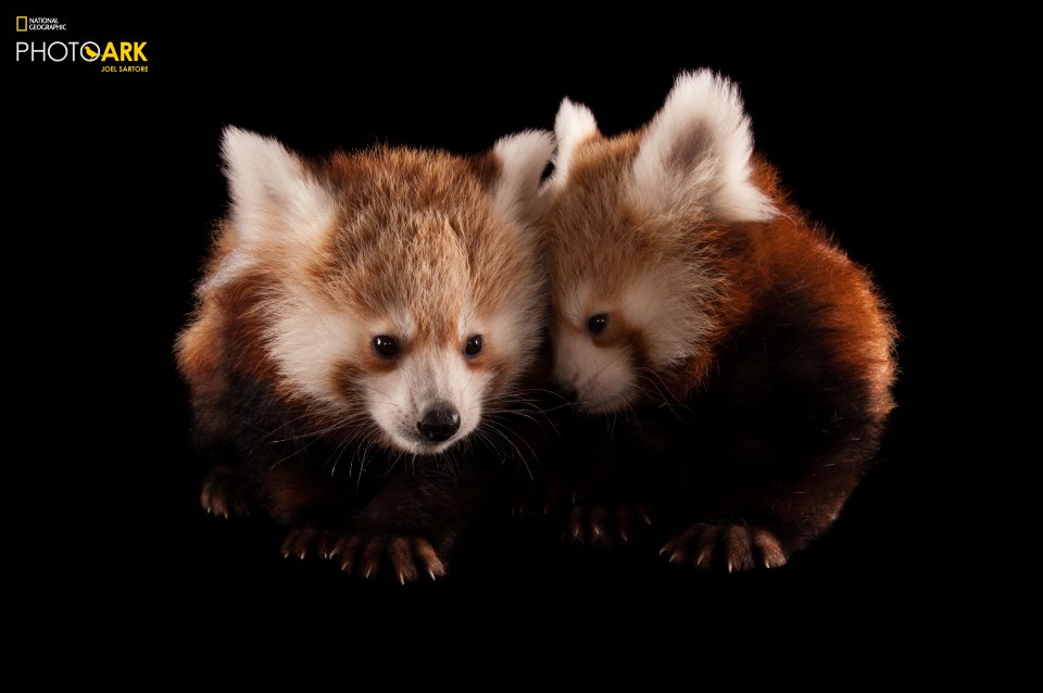  A pair of endangered red panda cubs, photographed at the Lincoln Children’s Zoo in Lincoln, Nebraska