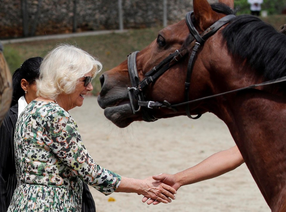 The Duchess of Cornwall greeting a horse