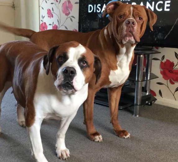  Elayne had two American Bulldogs Billy, left, and DJ