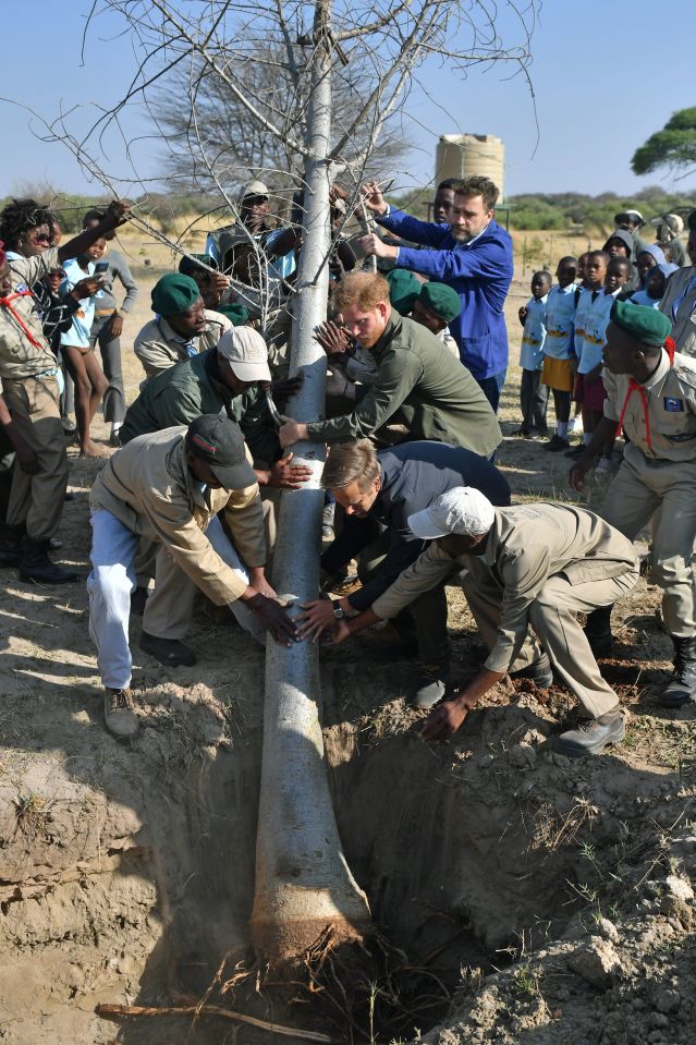 Prince Harry grins as he helps plant a huge tree