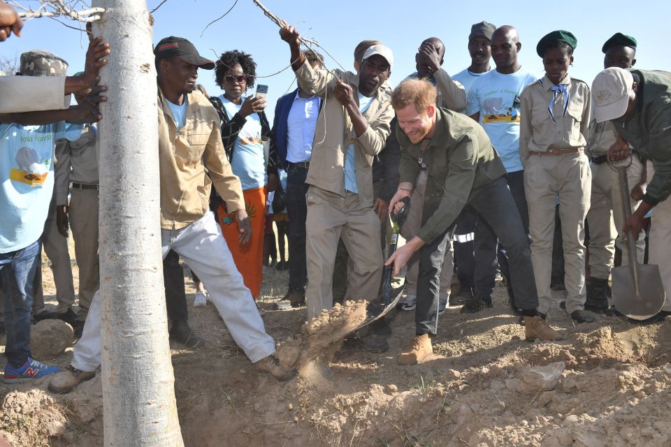 The trees had been grown from seeds by schoolkids before being planted at the park