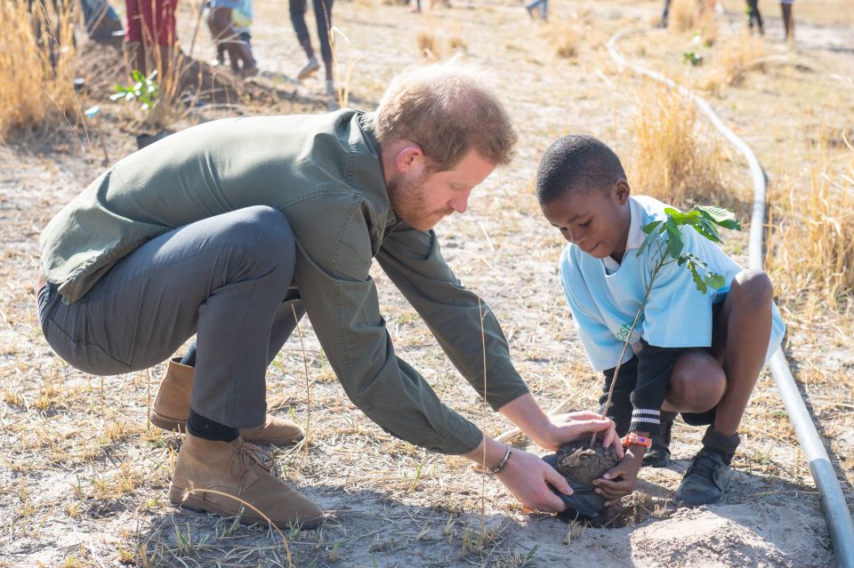 Prince Harry helps to plant a sapling