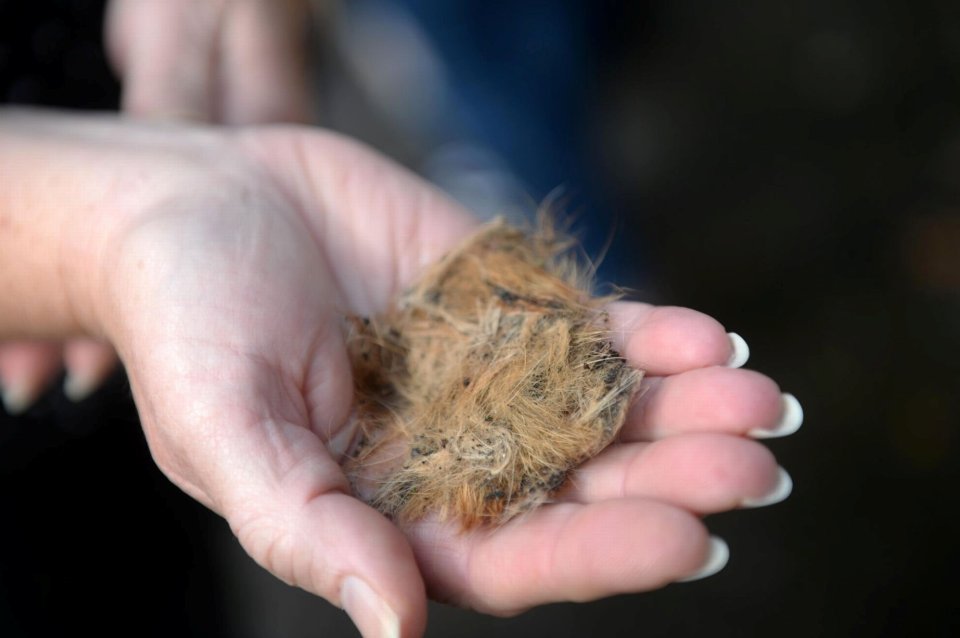  There was no trace of him beyond a tuft of ginger fur