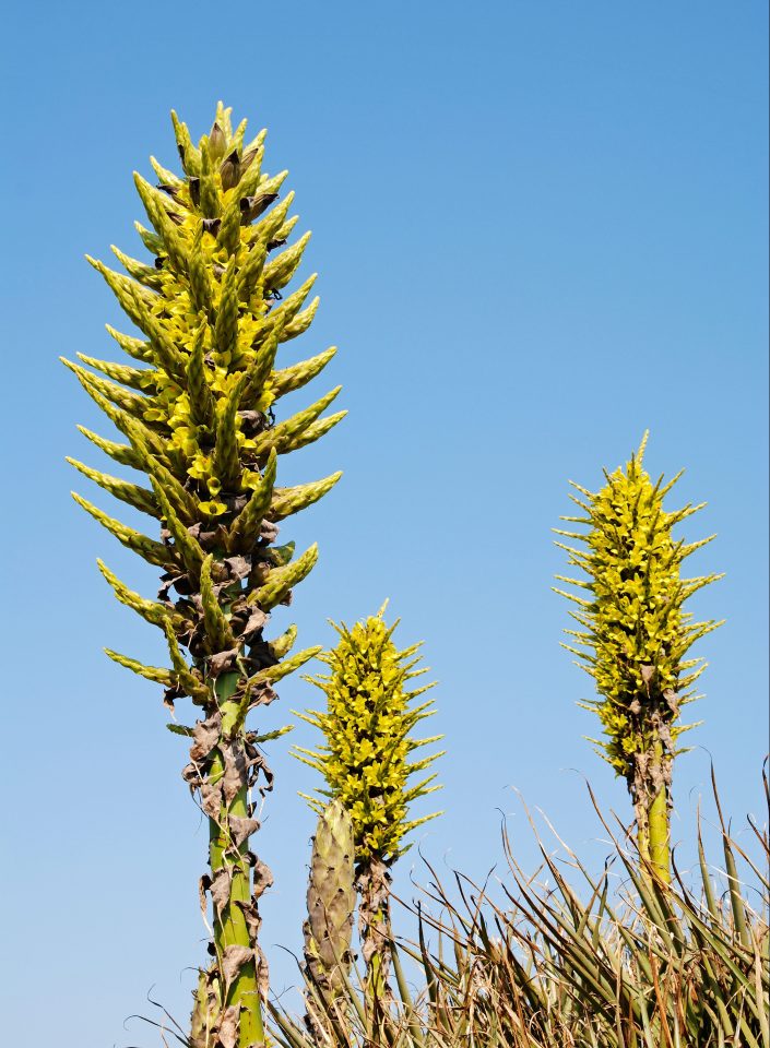  The plant looks similar to a medieval mace