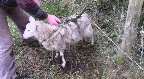  Sheep often get trapped in spiky plants like brambles