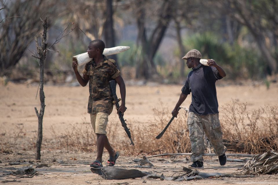  Gun toting 'poachers' were scene carrying fake ivory away for the forces to counter