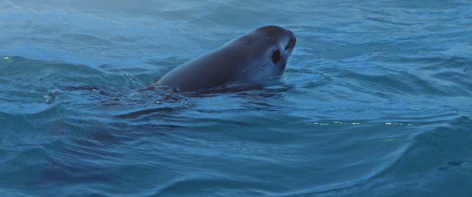 There's thought to be less than 10 vaquita whales left on Earth