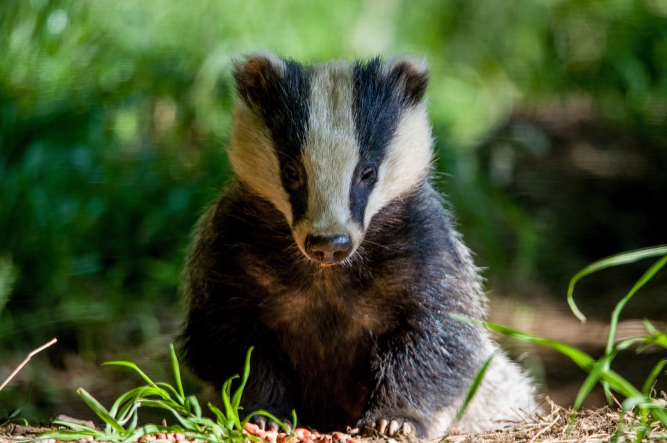  Tossers with rifles are still out shooting badgers