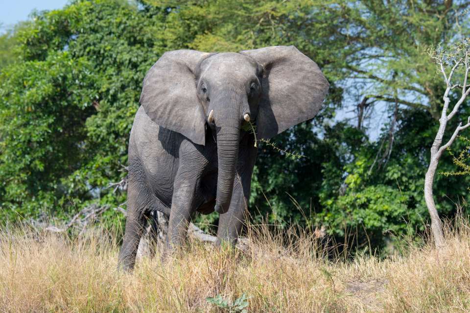  The pregnant woman suffered life-threatening abdominal injuries when she was trampled by an elephant