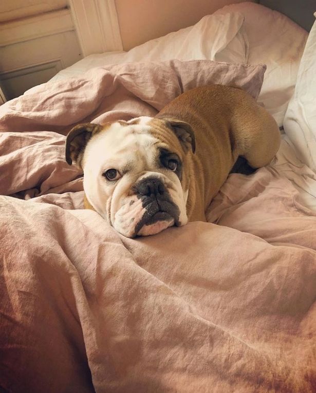  Bulldog Bernie is shown living in up in a pile of blankets