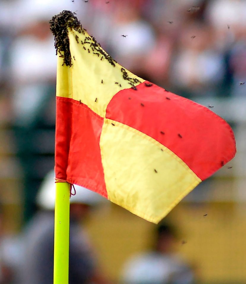  Wasps found the best watching point for the Brazilian Serie A game between Sao Paulo and Fortaleza