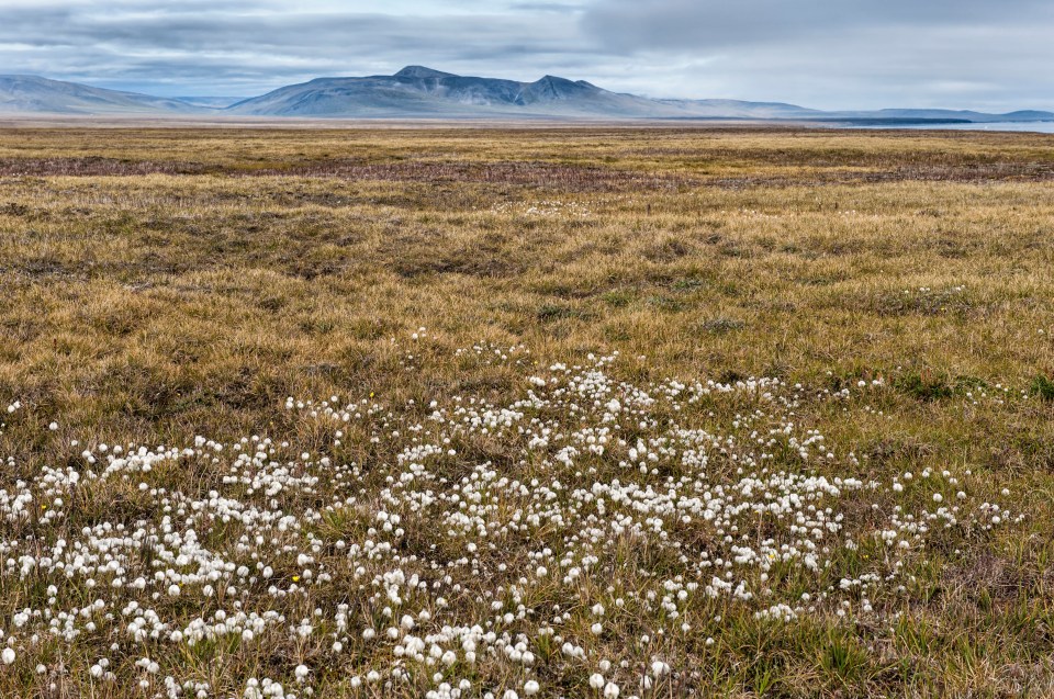  The island may have been suddenly covered by ice due to extreme weather, making it harder for mammoths to find food