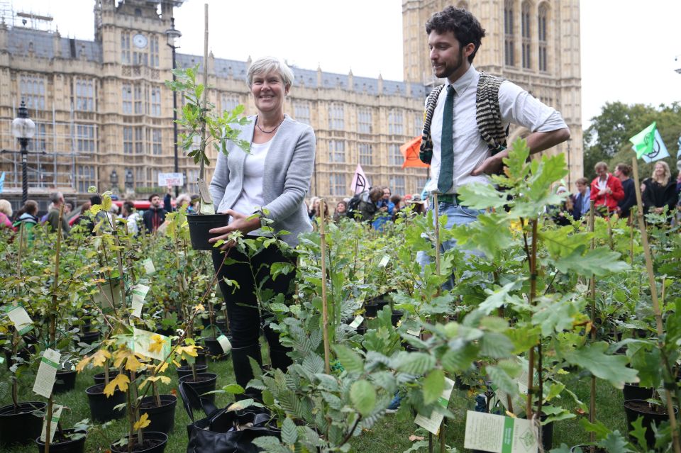  A group placed 800 potted trees outside Parliament, in Old Palace Yard on Tuesday