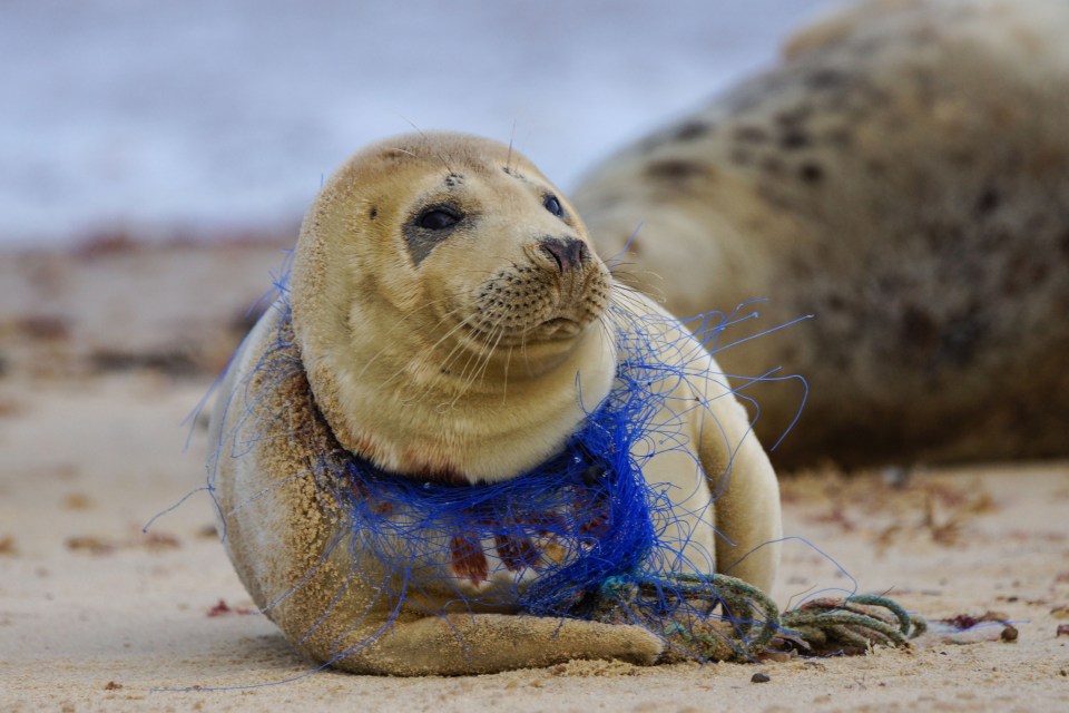  This heart-wrenching image of a seal was taken at Horsey Gap on the Norfolk Coast, UK. The animal has grown with the discarded fishing net and rope cutting into its neck. The mammal was reported to a local seal observation group before photographer, Geoff Smith, left the area