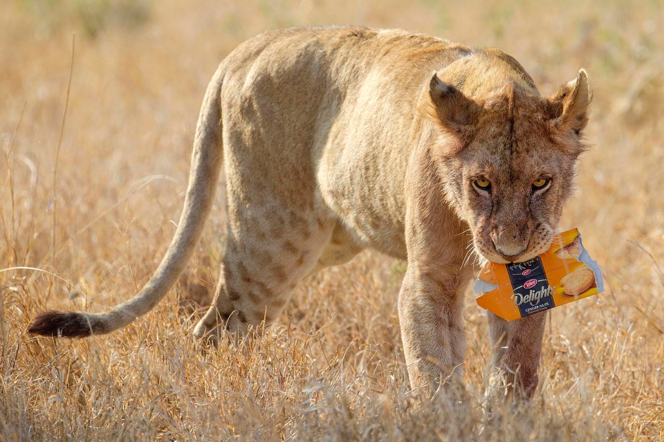  A curious lion cub picks up rubbish left by tourists in Tanzania