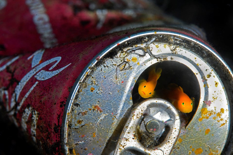  These pygmy gobies, spotted in Lambeh Straits, North Sulawesi in Indonesia, have turned a discarded Coca-Cola can into a home - despite its sharp edges