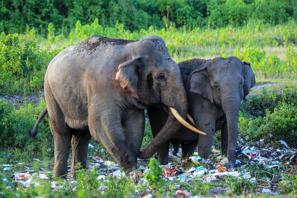  Indian elephants graze on rubbish in a field just outside Bamonpokhari forest, West Bengal, India