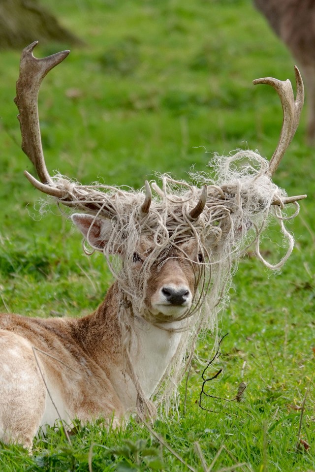  A stag's antlers are completely wound with rope at Belton House in Lincolnshire, UK