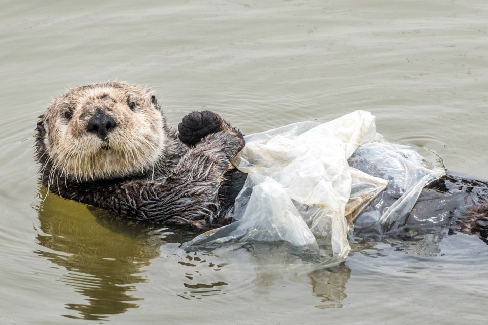  Instead of clutching on to kelp to stop it drifting in the water, an otter holds a plastic bag in Moss Landing Harbour, at Monterey Bay, California. The Marine Mammal Centre was called and rangers were sent to remove the bag from the otter