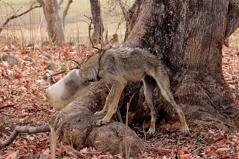  This skinny wolf, with his neck and head trapped in a plastic container, was later rescued by wildlife photographer Tanay Panpalia and his friends in India