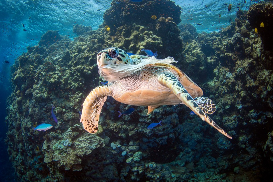  This poor female turtle was unable to eat after a plastic bag became lodged in her throat. The shocking picture was taken by university lecturer Saeed Rashid on a trip to the Red Sea before she was freed from the life-threatening plastic