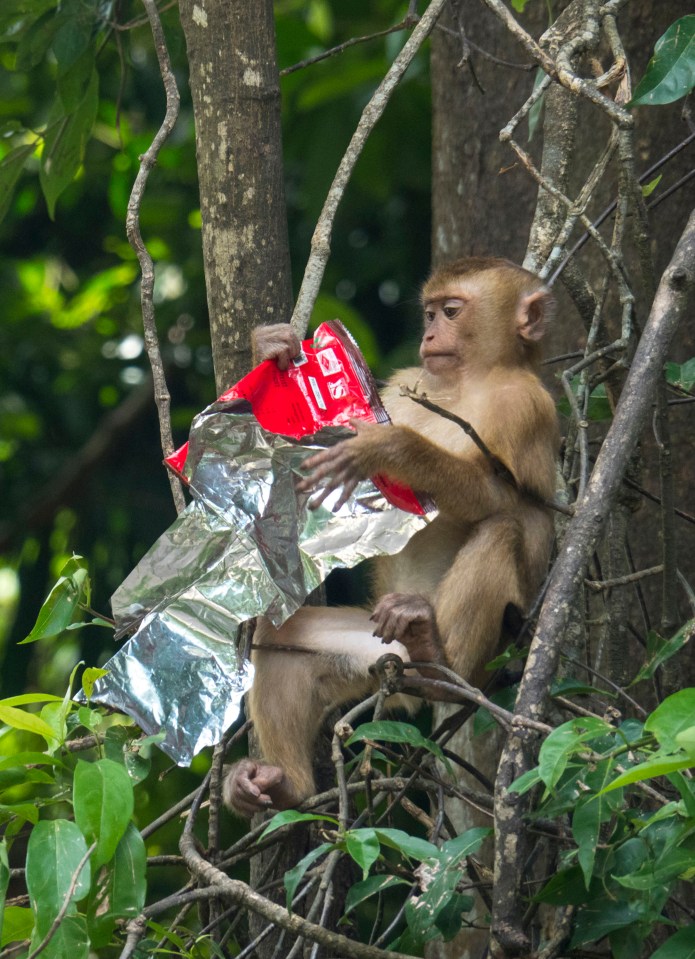  A monkey is snapped perched in a tree with a tossed-out crisp packet