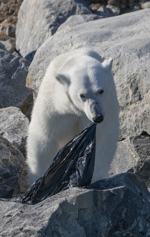  This polar bear eats a large discarded bin bag. As humanity continues to pollute the planet, animals are struggling to adapt