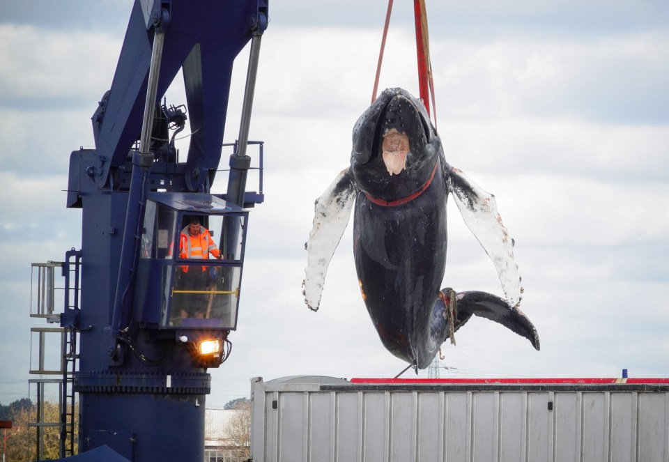  Hessy the humpback whale has been hauled out of the Thames