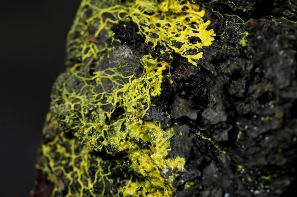 It may look like alien goo, but the blob is actually a type of slime mould