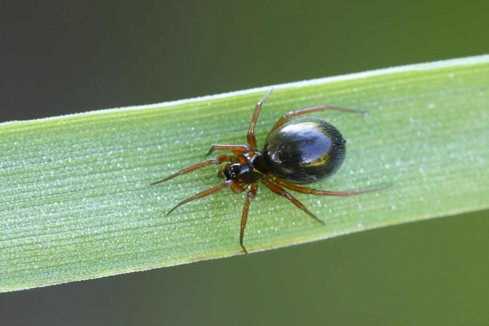  Money spiders are from the family Linyphiidae, as they are known to make sheet-like webbing