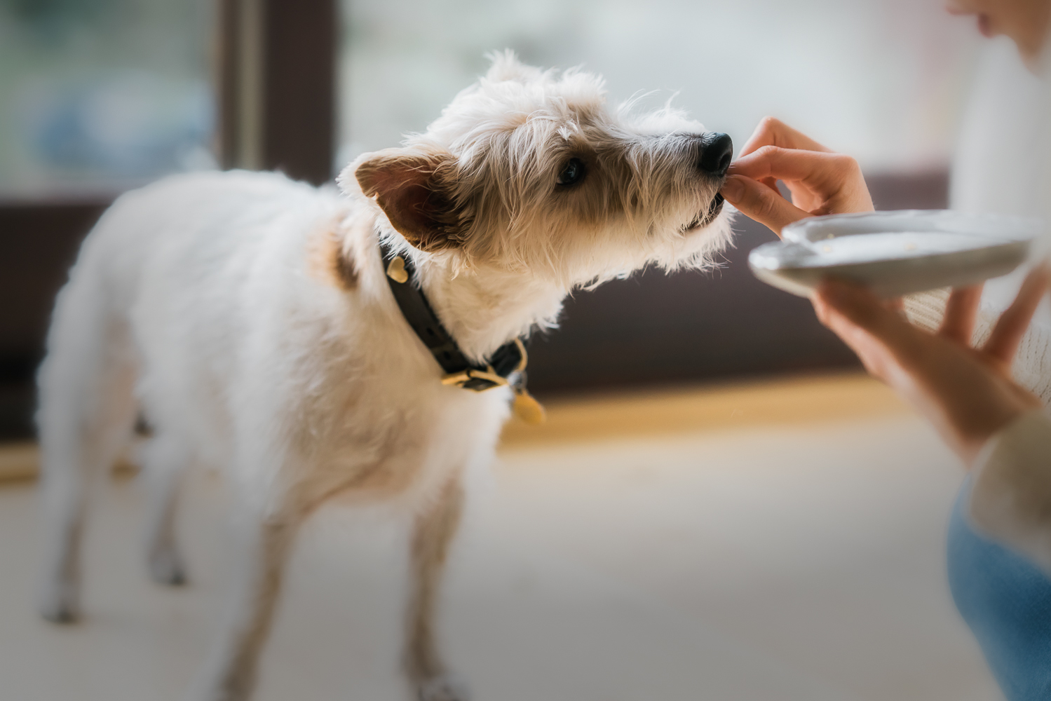 Giving treats to reward good behaviour can help reduce barking