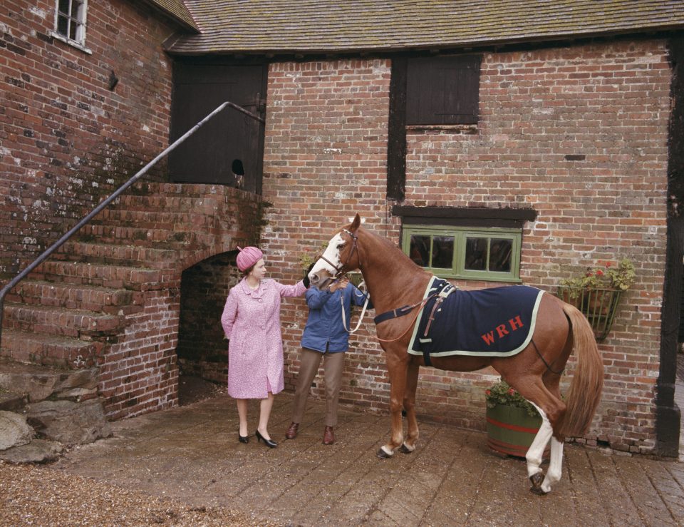  The  Queen strokes racehorse Augustine, which used to belong to her