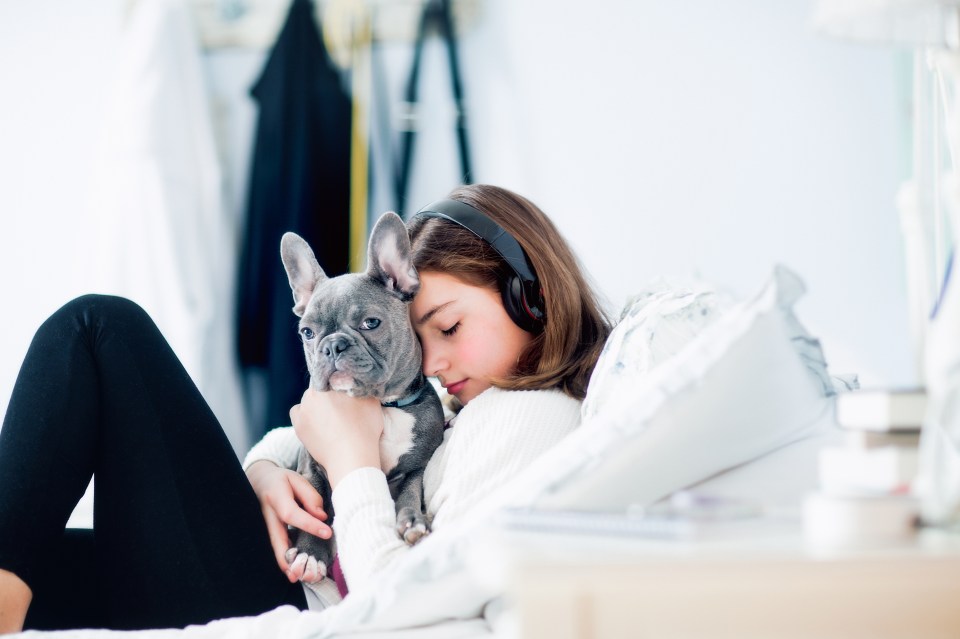  Crew suspected that the French bulldogs were the passenger's pets and not there for emotional support (Stock Image)