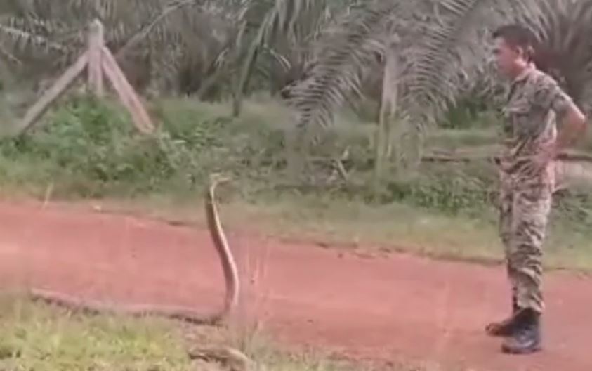  The footage shows the soldier squaring up with the King Cobra