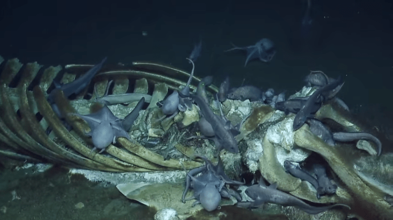 Blubber could be seen on the whale skeleton