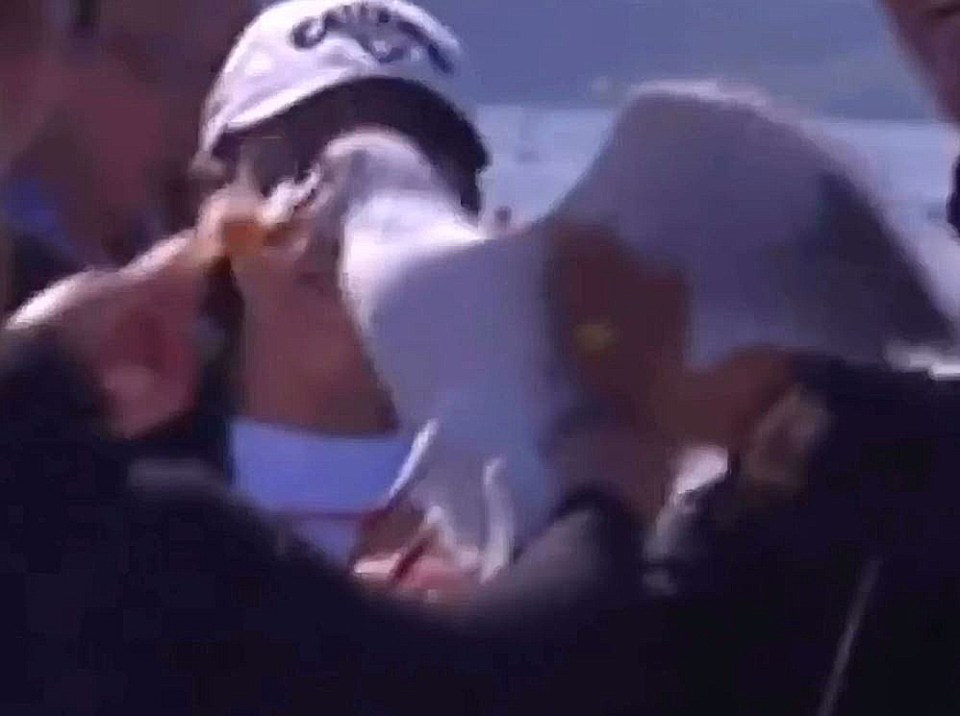  The tourists were caught trying to force feed a seagull