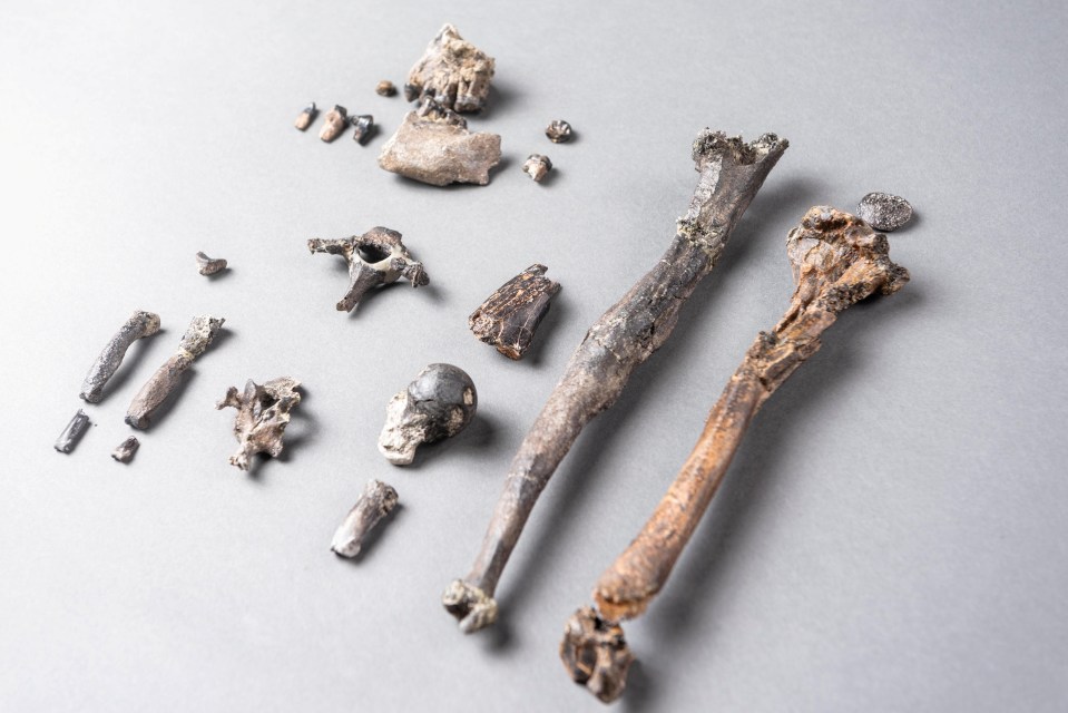  The 21 bones of the most complete skeleton can be seen here