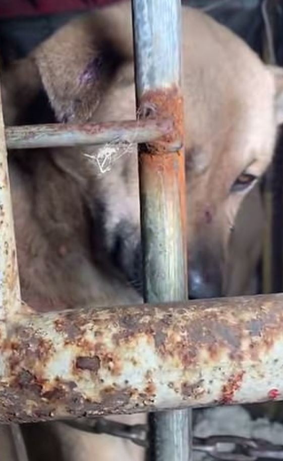  All of the six dogs discovered had injuries to their bodies and were kept inside a cage that was bound with a rusty chain