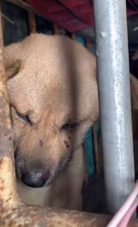  One pet, who was believed to have been taken into the dog meat trade, appeared to have bloodstained tears on its face