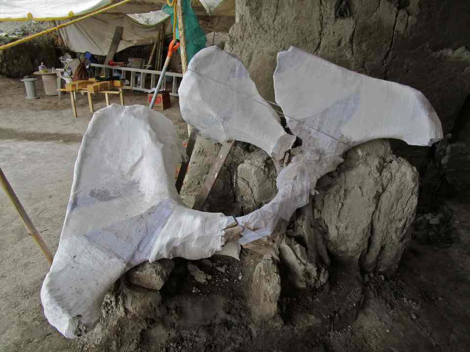  Mammoth bones found in one of the pits