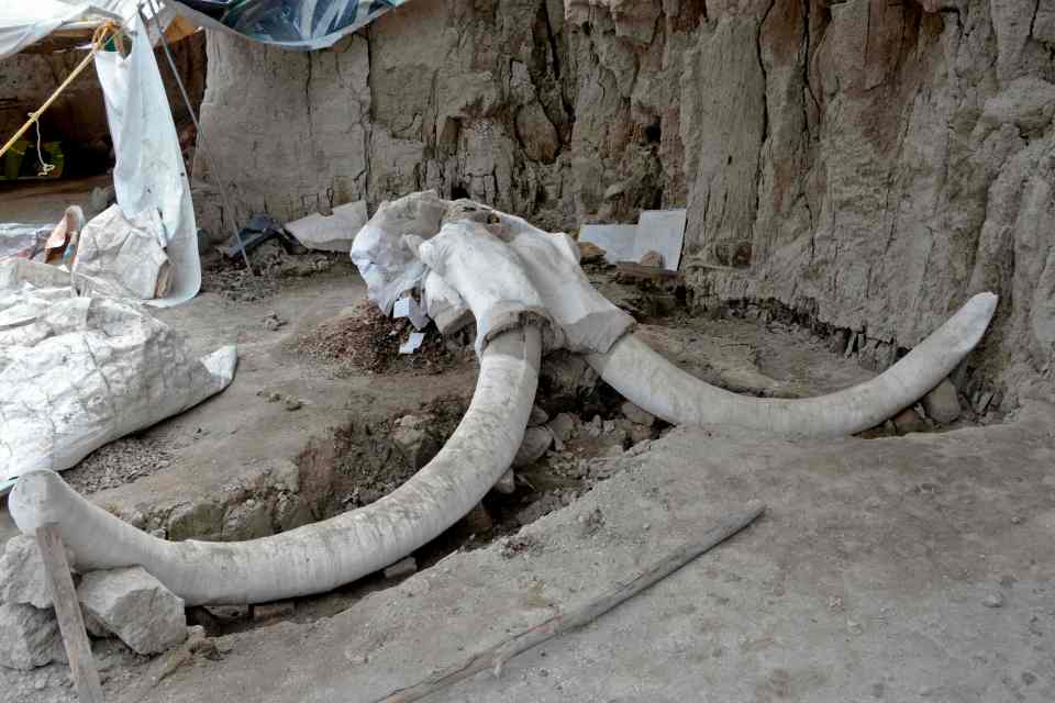  Animal remains in the pits are around 15,000 years old