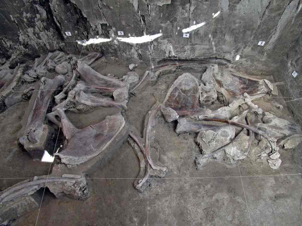  The pits are believed to be the first find of mammoth traps set by humans