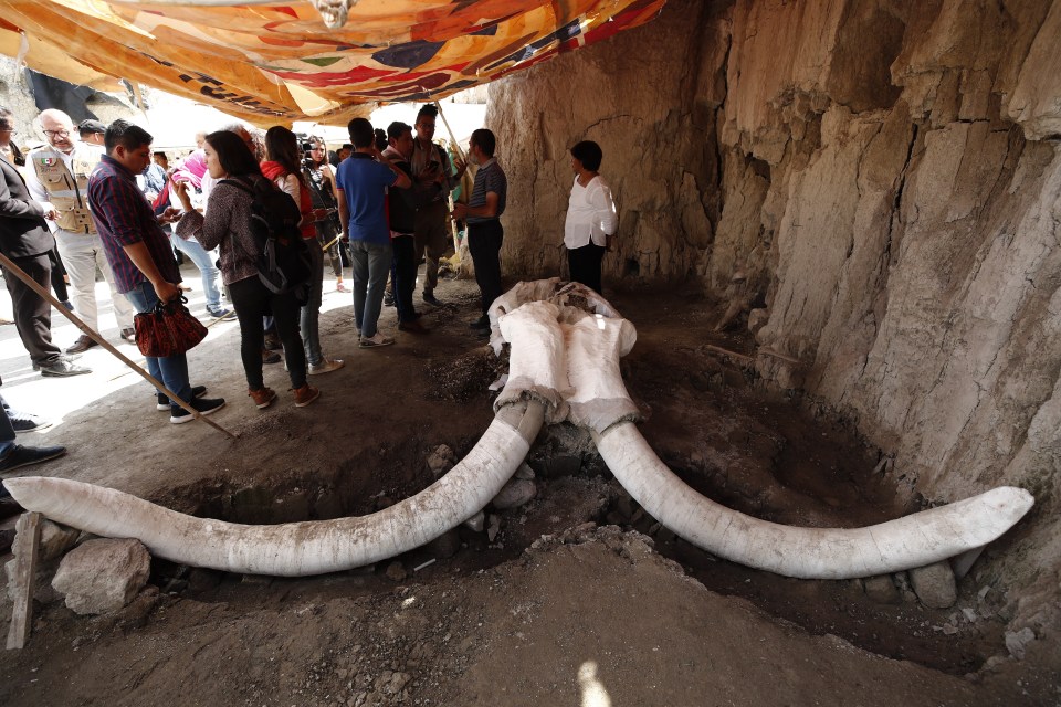  A mammoth skull dug up at the site by archaeologists