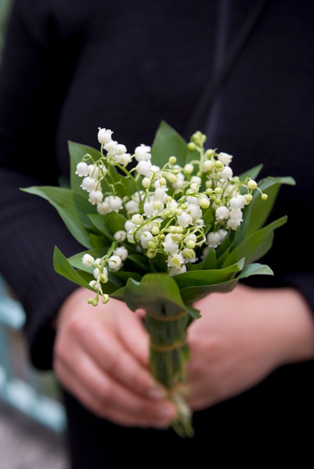  Lily of the Valley was historically used as a poison