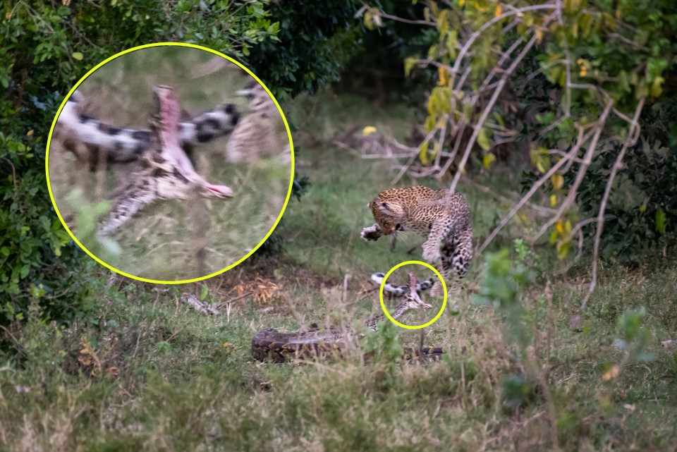  The python opened its mighty jaws before attacking the big cat