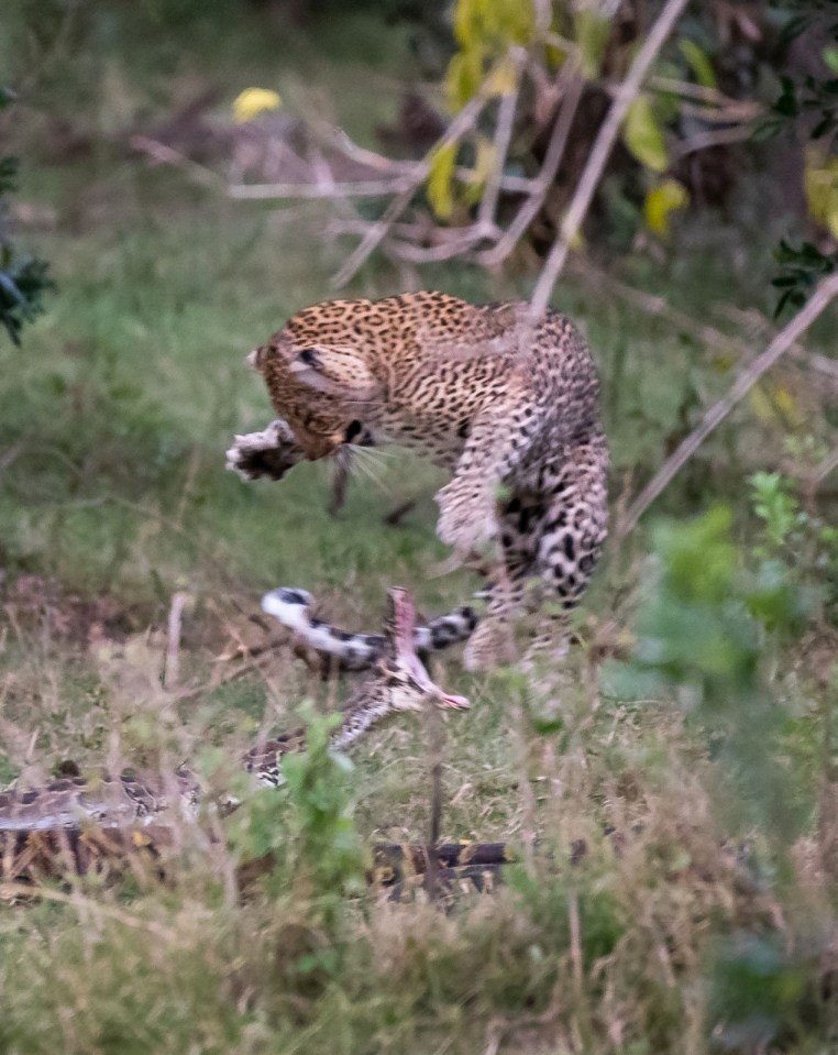  Initially caught off guard, the big cat leapt into the air and swiped with its enormous paws as the python tried to squeeze it into submission