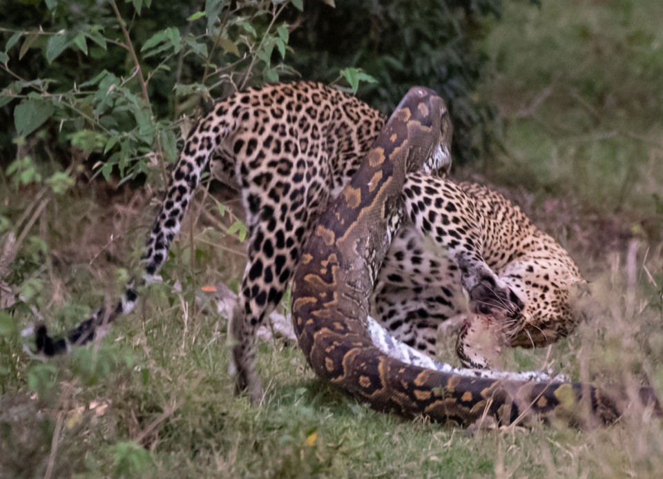  Horrified safari onlookers were certain the leopard would be on the menu as it lay helplessly trapped in the snake's vice-like grip