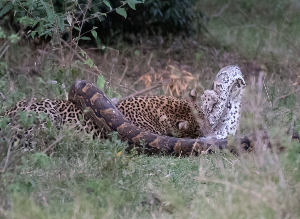  The big cat managed to claw his way out and deliver a final killer bite